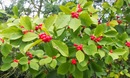 Ostrokrzew okółkowy (Ilex verticillata)